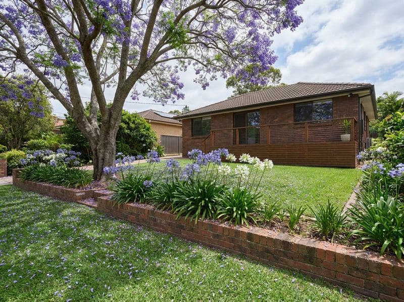 Well-maintained buffalo lawn with sandstone border and jacaranda dropping purple petals