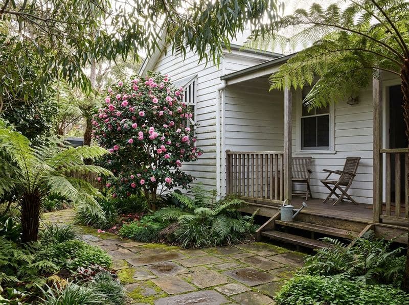 Established camellia in full bloom against a federation-era weatherboard cottage