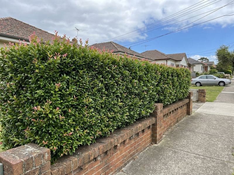 Cleanly trimmed lillypilly hedge along a sandstone fence line