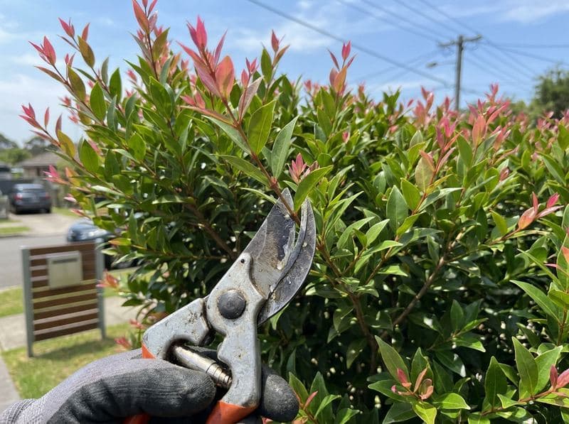 Sharp secateurs making a clean cut on a lillypilly hedge branch