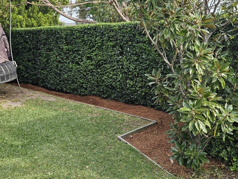 Backyard with neatly trimmed hedge wall and fresh mulch edging