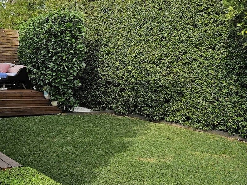 Immaculate hedge wall with crisp lawn edges in a family backyard