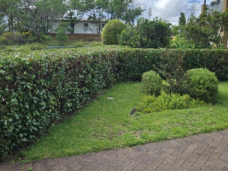 Front yard with shaped hedges, topiary and green lawn