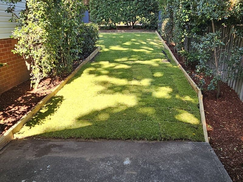 Backyard lawn with mature trees and established garden beds in dappled sunlight
