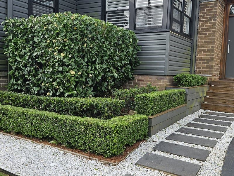 Hedge trimming result, precisely shaped box hedges in tiered garden beds